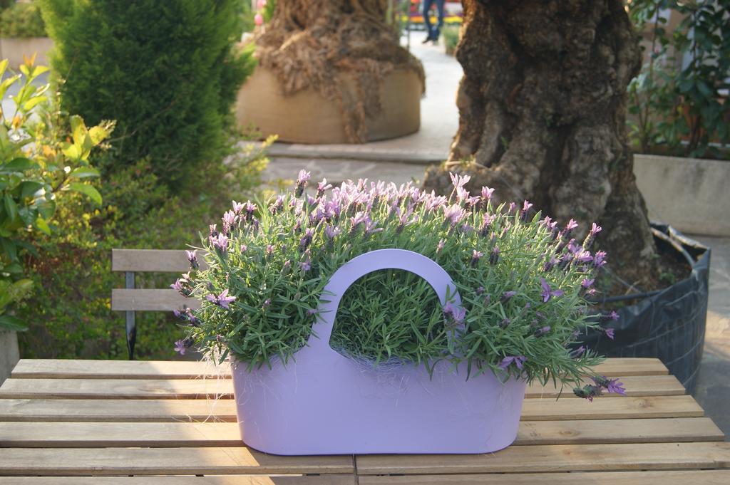 Residenza I Ciclamini Bed & Breakfast Roma Dış mekan fotoğraf